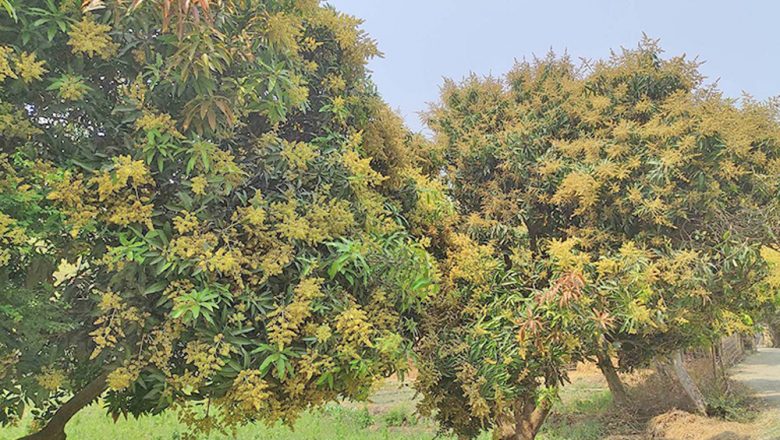 आँपमा मधुवाले सताएकाले किसान हैरान