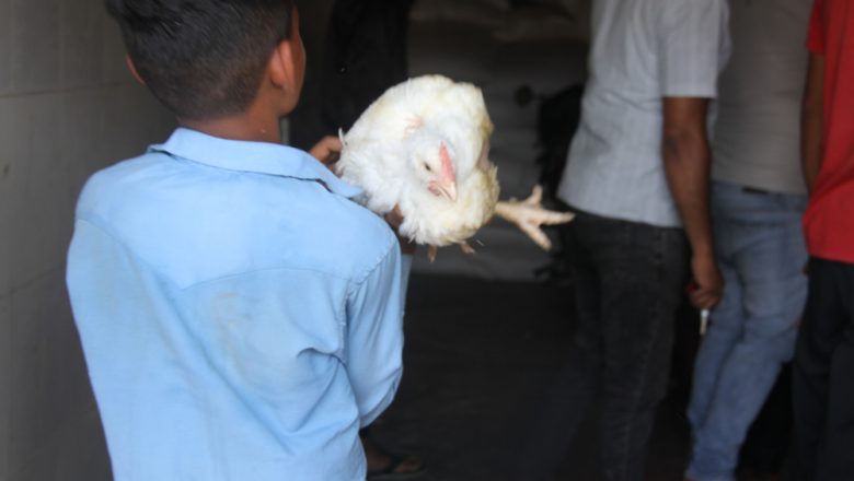 गाईघाटमा निम्न वर्गको मतदातालाई प्रभावित पार्न ६० कुखुरा वितरण