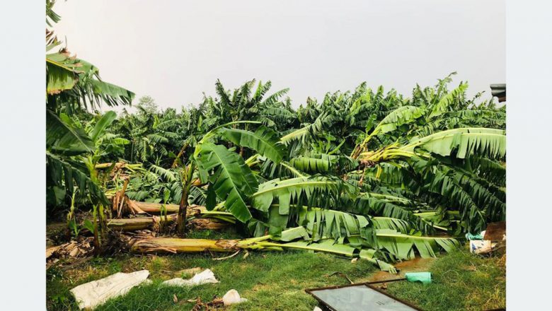 हावाहुरीले केरा खेतीमा क्षति, किसान चिन्तित
