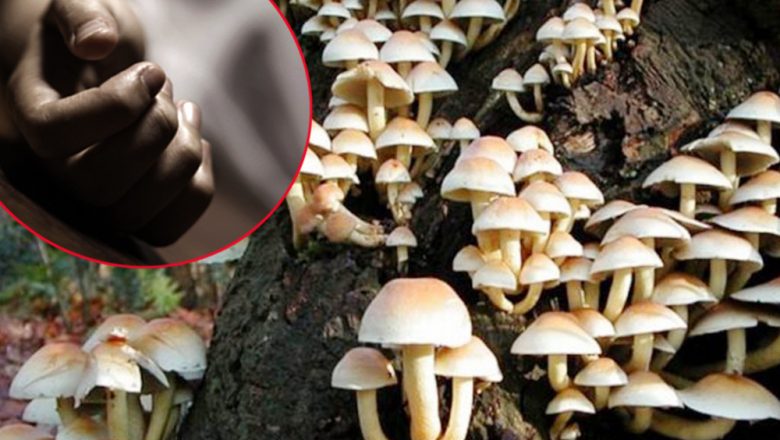 जङ्गली च्याउ खाँदा एकै घरका २ को मृत्यु, २ बिरामी