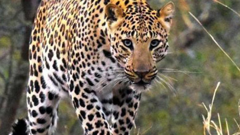 चितुवाको आक्रमणबाट वृद्ध घाइते