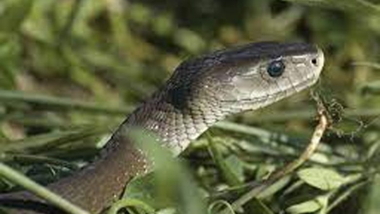महोत्तरी सर्पको बिगबिगी