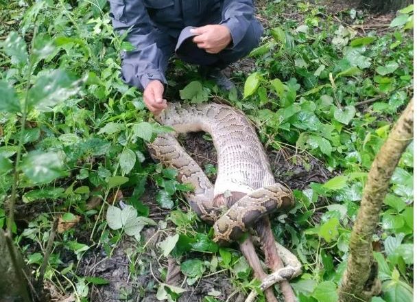 उदयपुरमा अजिंगारले निल्यो ज्युँदै बाख्रा
