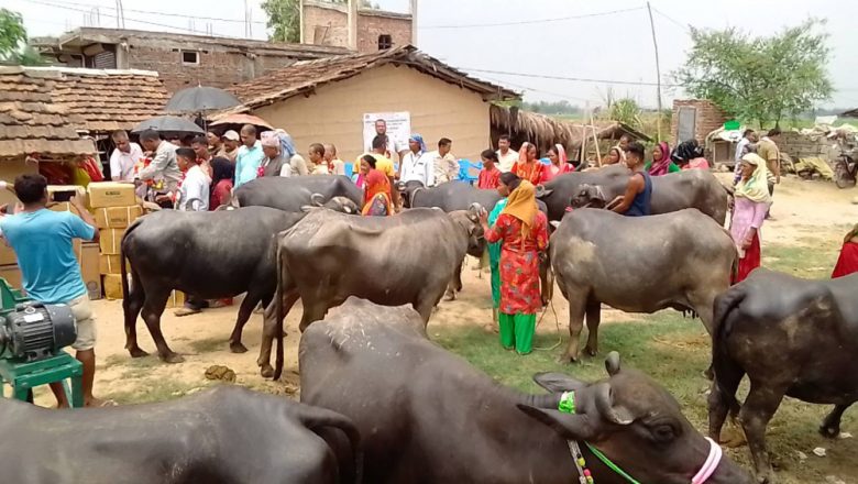 किसानलाई भैँसी वितरण