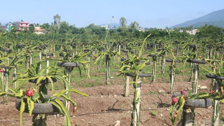 ड्रागन खेतीबाट पतिको सपना पूरा गर्दै