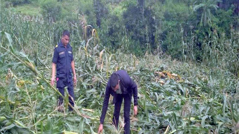 हावाहुरीले मकैबाली नष्ट गर्दा खोटाङमा चार करोडको क्षति