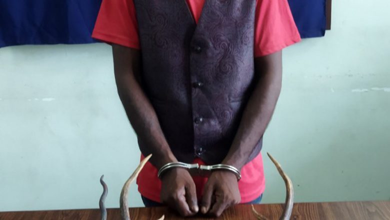 हरिणको दुईथान सिङ सहित एक जना पक्राउ