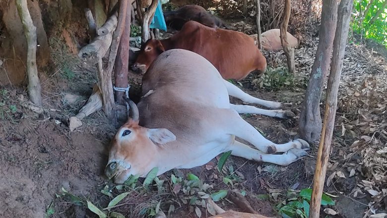 उदयपुरको लिम्चुङबुङमा चट्याङले ३ गोरु र दुई गाई मर्यो