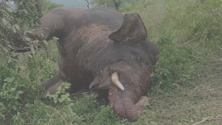 उदयपुरमा जंगली हात्ति मरेको अवस्थामा फेला