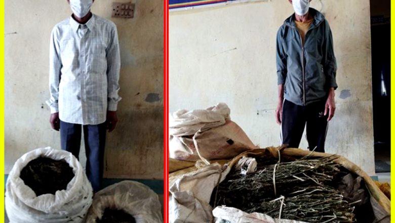 उदयपुरको ताप्लीबाट ३८ किलो गाँजासहित दुई जना पक्राउ