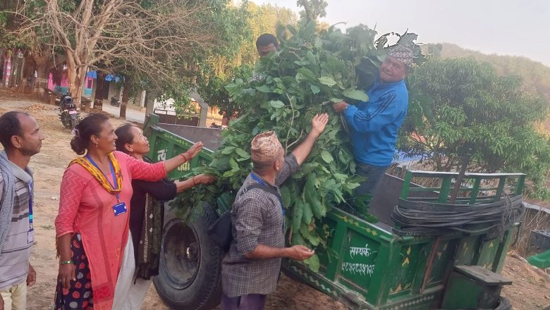 गाईघाट दिक्तेल सडकबाट घाँस ल्याउने सवारीहरुलाई धमाधम कार्वाही