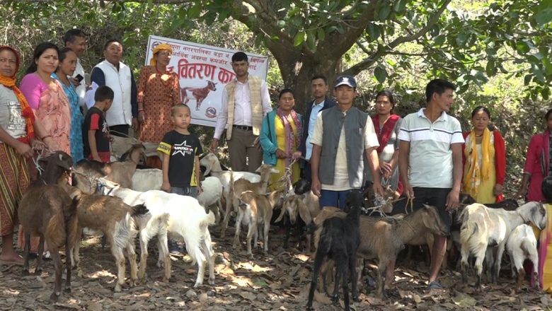 १६ नं वडाका अति बिपन्न परिवारलाई बाख्रा वितरण, गरिबी हटाउने प्रयास