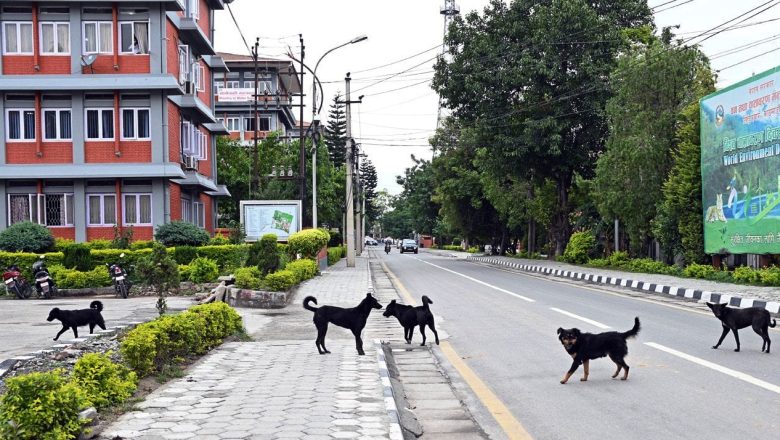 सिंहदरबारभित्र जतातै कुकुरको बिगबिगी, करिब २५० कुकुर रहेको अनुमान