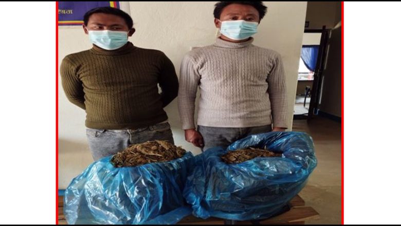 उदयपुरको कटारीबाट १० किलो गाँजा सहित दुई जना पक्राउ
