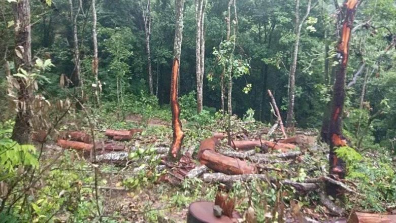 वनको निगरानीको काठ रातारात हरायो