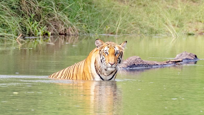 पर्यटकको चहलपहल बढ्यो बर्दिया राष्ट्रिय निकुञ्जमा