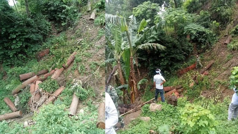लुकाइएका थप ३४ टुन काठ फेला : बेलका काठ तस्करी काण्ड