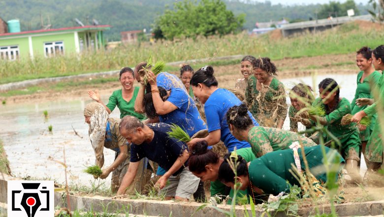 उदयपुरमा २०औँ राष्ट्रिय धान दिवस तथा रोपाई महोत्सव