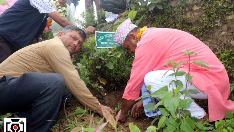 त्रिनपा १५ मा एक हजार गुँरास रोप्ने लक्ष्य