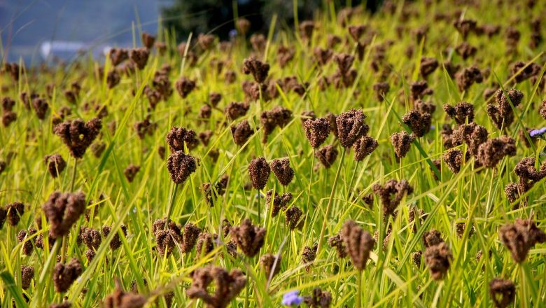 नेपालको रैथाने बाली कोदो : उत्पादन कम, आयात बढी