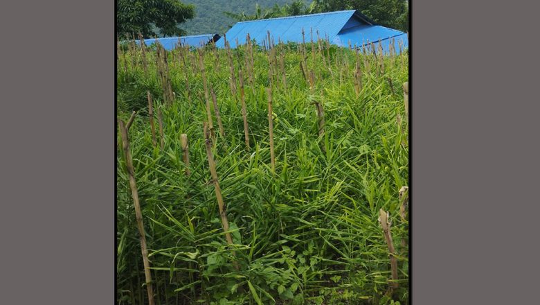 अदुवामा पिथियम रोग लागेपछि कटारीका किसान चिन्तित