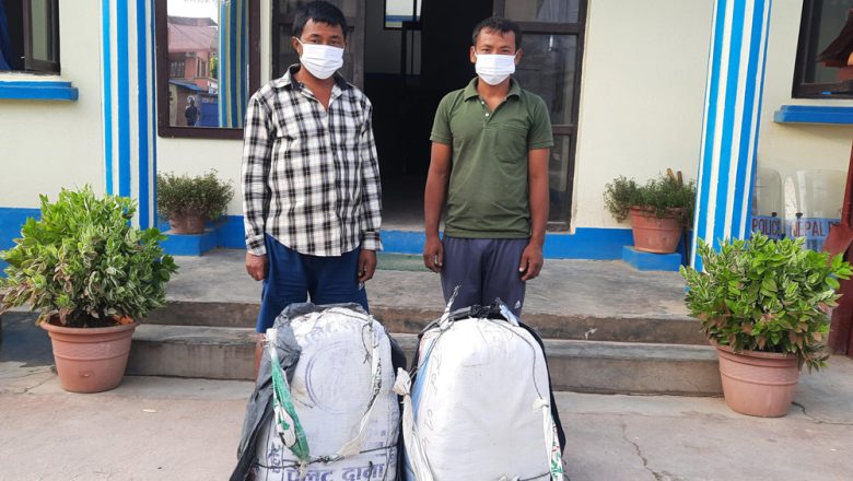 उदयपुरमा ३८ किलो गाँजा सहित २ जना पक्राउ