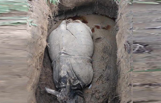 खाल्डो खनेर तस्करले मारे चितवन निकुञ्ज भित्रको दुइ गैंडा