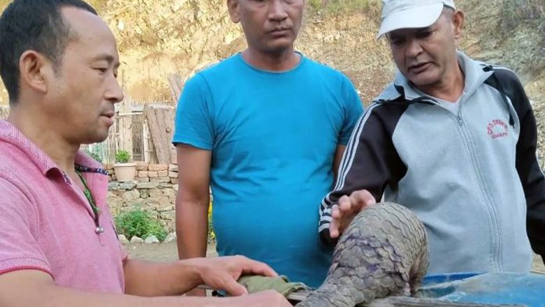 उदयपुरको कटारीमा लोपोन्मुख घाईते सालकको उद्धार