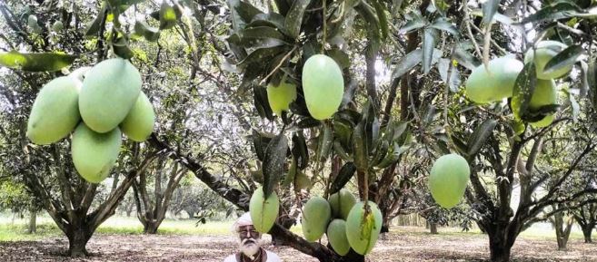 आँप बगैँचा फडानी गरी सौर्य प्लान्ट स्थापना गर्ने योजना, किसानहरु विभाजित