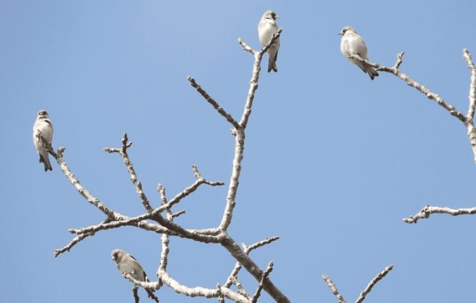 गुल्मीको रेसुङ्गा र मदानेमा आठ प्रजातिका नयाँ चरा फेला