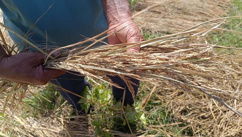 धानको बिउमा ठगिए त्रिनपा १ जोगिदहका कृषकहरु, क्षतिपूर्तिको माग 