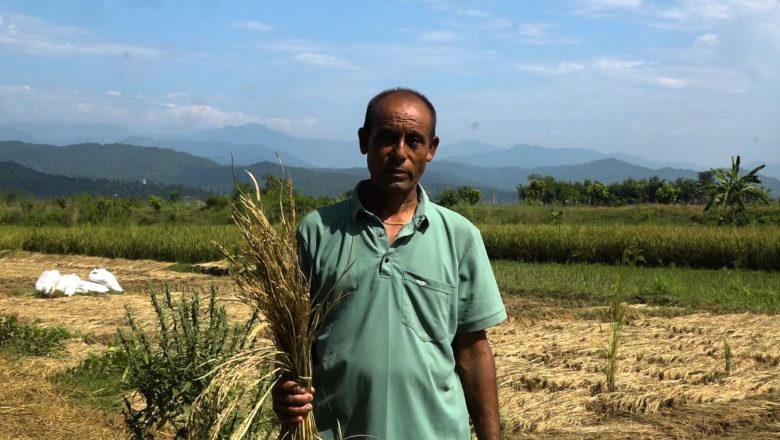 कृषककाे धान नफलेपछि दशैतिहार खल्लाे