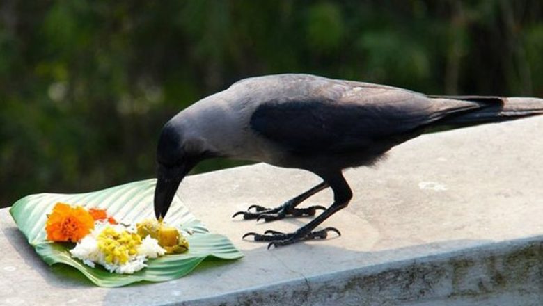 किना मनाईन्छ काग तिहार ? यस्तो छ रहस्य