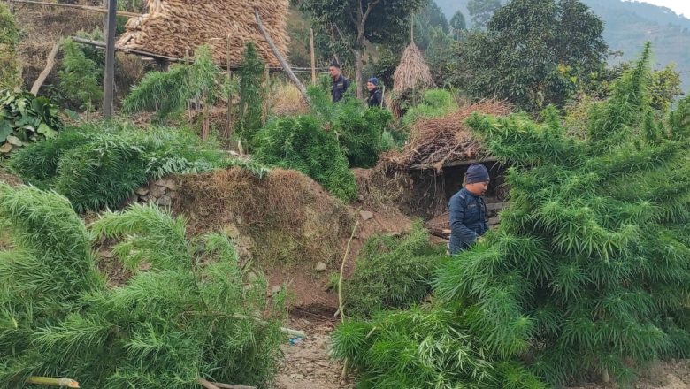 उदयपुरमा प्रहरीद्धारा ६७ हजार गाँजाको बोट नष्ट