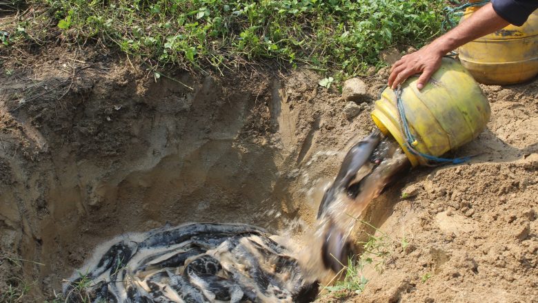 उदयपुरमा प्रहरीद्धारा ८५ किलो प्रतिबन्धित मुङ्ग्री माछा नष्ट