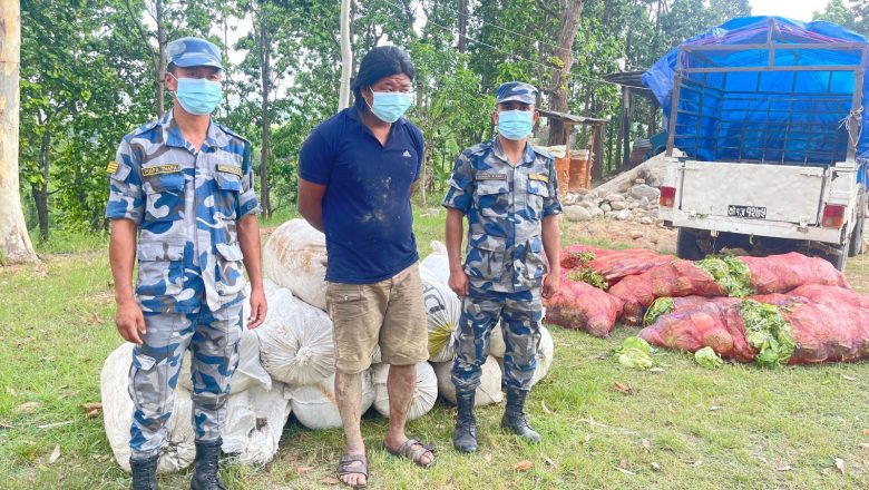 उदयपुरमा ४३९ के.जी. गाँजा सहित बुलेरो चालक पक्राउ