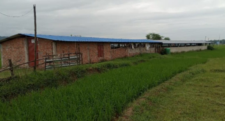 सुँगुर चोरी गर्ने खड्का र चोरीको सुँगुर किन्ने चौधरी दुवै प्रहरीको फन्दामा