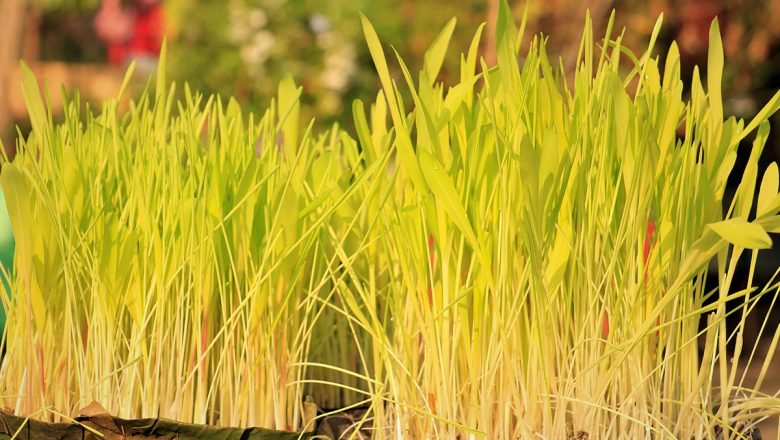 घटस्थापना सँगै सुरु भयो दशैँ, घरघरमा जमरा राखिँदै