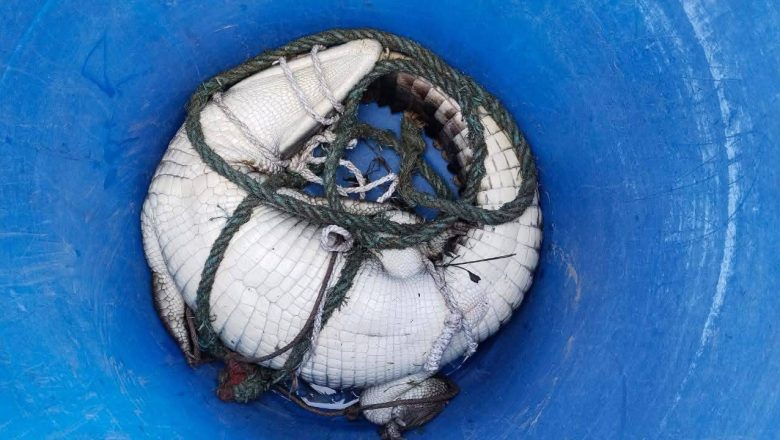 बेलकामा घडीयाल गोही खेतकाे कुलाेमा फेला, कसरी आयो सबैकाे चासाे