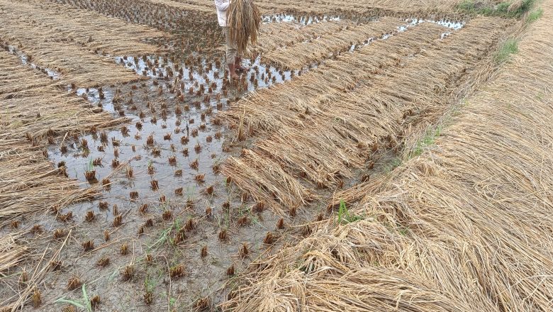 भित्राउनलाई ठिक्क पारेको धान बर्षाले सखाप