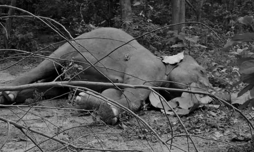 उदयपुरको बेलकामा जंगली हात्ती मरेको अवस्थामा फेला